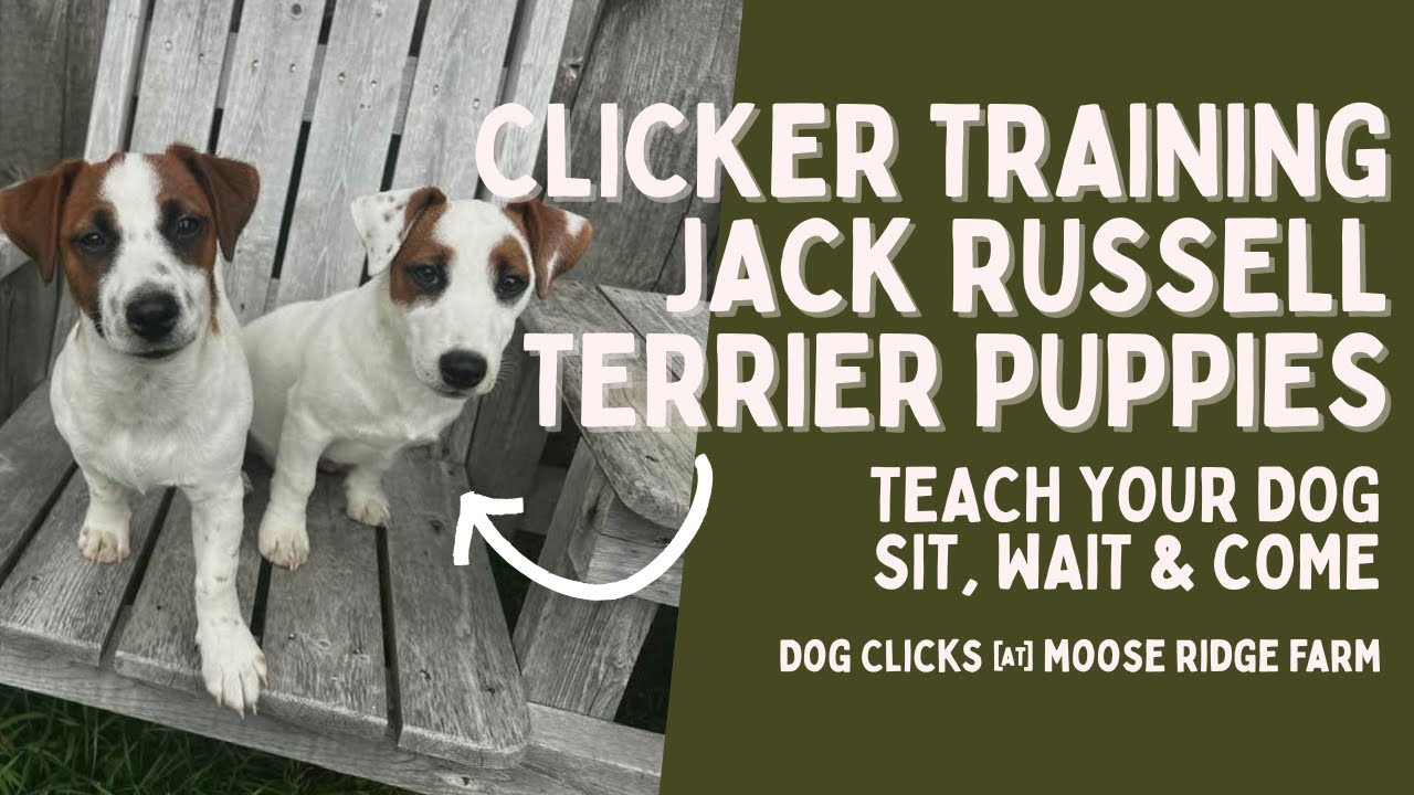 Clicker Training Jack Russell Terriers 🐾 Sit, Wait & Come