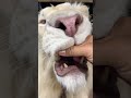 Touching the lion's fangs #wildlife #lion