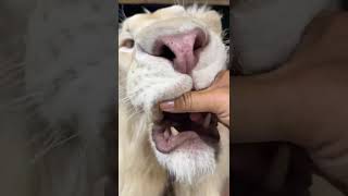 Touching the lion's fangs #wildlife #lion