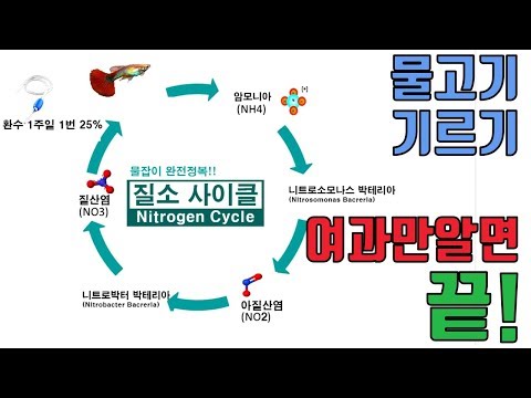 여과만 알면 수족관은 끝! 그림으로 쉽게 알려드릴께요. 물고기가 죽는 이유? 물비린내?