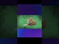 🧠 Remove Image Background Using Python in Seconds!