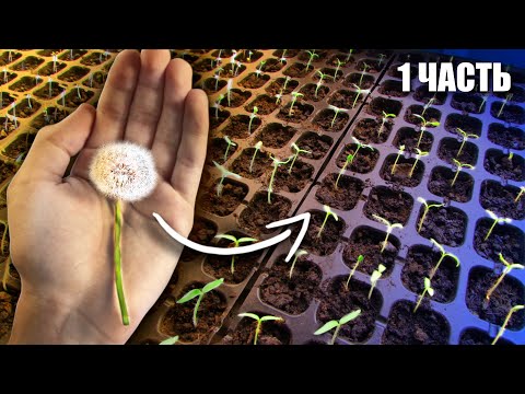 Видео: Выращивание зелени одуванчика: советы по выращиванию одуванчиков