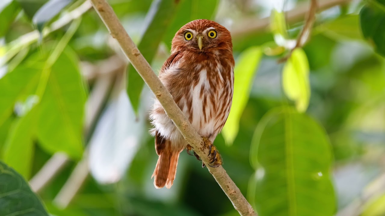 The sound of a ferruginous pygmy owl