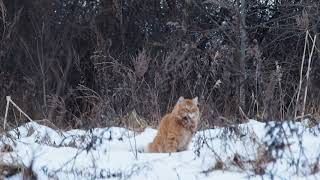 BARSIK - Kurilian Bobtail by BARSIK - Kurilian Bobtail 180 views 6 years ago 46 seconds