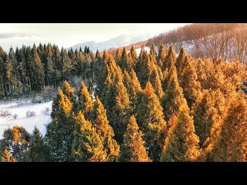 Роща Секвой в Крыму - как добраться?