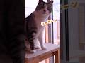 マーライオンの悲劇 #にこ園長 #マーライオン #にこねこ