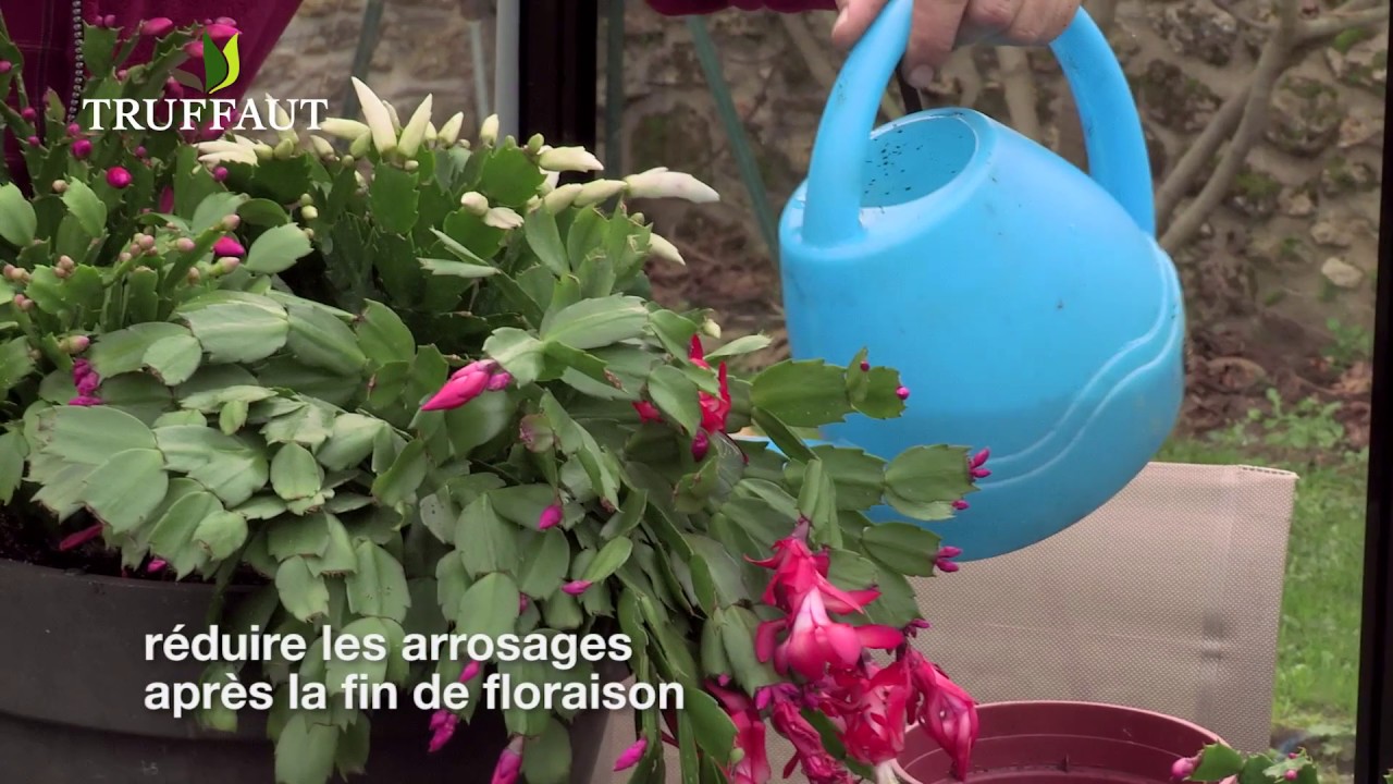 Cultiver et entretenir le schlumbergera, le cactus de Noël - Truffaut -  thptnganamst.edu.vn