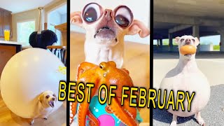 Baxters Funniest Moments Of February Best Shorts Compilation