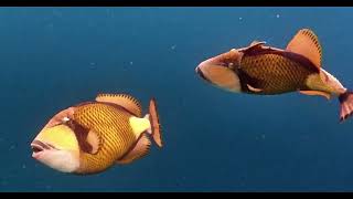 Swimming Face to Face with Bluefin Triggerfish! 🥽