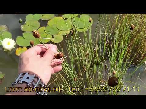 Видео: Angustifolia cattail: зураг бүхий тайлбар, өвөрмөц онцлог, хэрэглээ