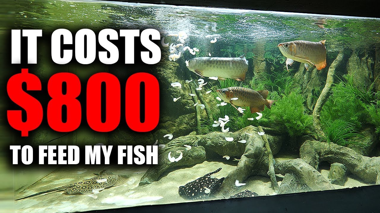 WHAT MY FISH EAT IN A DAY YouTube