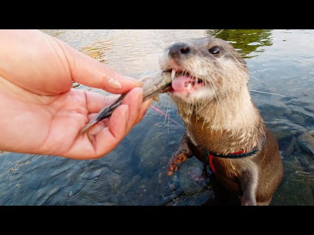 Well go for a walk, swim in the river, eat. And then... youre going there? [Otter life Day 282]