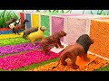 Dinosaurs animals alphabets colors and numbers  learnings for kids