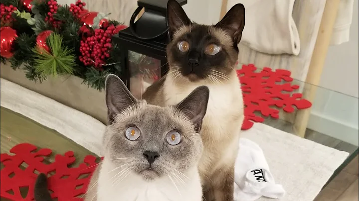 Watch the video about CoCo & Lilac Siamese kittens love strings! ❤❤❤