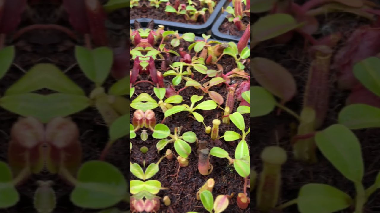 N. veitchii x lowii: BE-4006 - Kenny Coogan - carnivorous plants