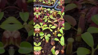 N. veitchii x lowii: BE-4006 - Kenny Coogan - carnivorous plants