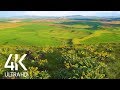 8 HOURS of Birdsong and Wind Whisper - Relaxing Atmosphere of Steppe Flower Fields - 4K Ultra HD