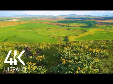 8 HOURS of Birdsong and Wind Whisper - Relaxing Atmosphere