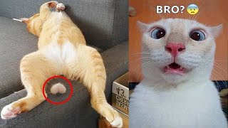 Funniest Animals 😅😄 New Funny Cats and Dogs Videos😹🐶 - Part 48