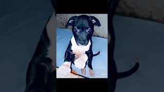 My Female Pitbull As A Puppy Versus Now In Nigeria. Addicted To Pitbull.