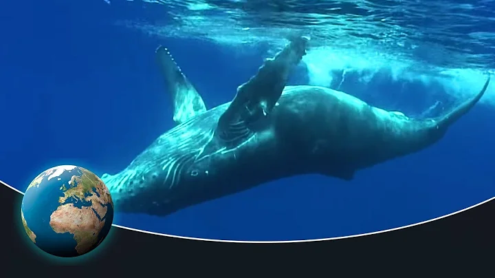 The fascinating world of the humpback whales - DayDayNews