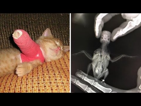 видео: Один день из жизни ветеринара (2 серия)