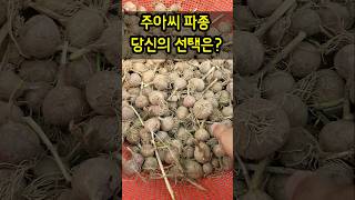 홍산마늘 주아씨 파종 2가지 방법으로 종구 수확 #농사 #farming #홍산마늘