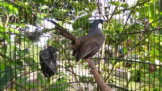 Masteran Poksay Hongkong Gacor Mantap‼️HITUNGAN Menit  burung poksay pasti nyaut
