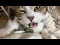 登ってくる猫