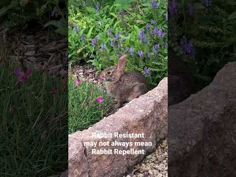 Wideo: Rośliny szkodliwe dla królików: rośliny ogrodowe, które są niebezpieczne dla królików do jedzenia