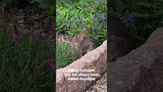 Rabbit Resistant and Rabbit Repellent Plants