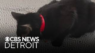 Furry Friday: Meet Cat Woman the cat and Mumsey the dog