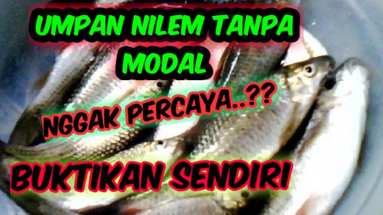 "Umpan yang dirahasiakan "Umpan ikan nilem 
