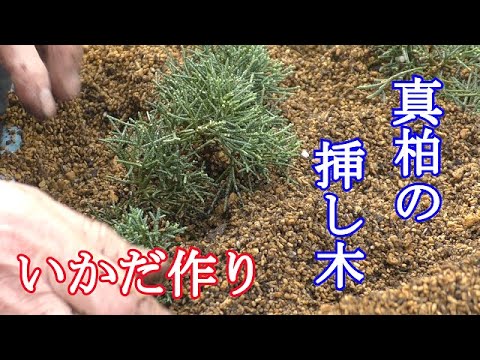 Making a raft of Japanese cypress cuttings - YouTube