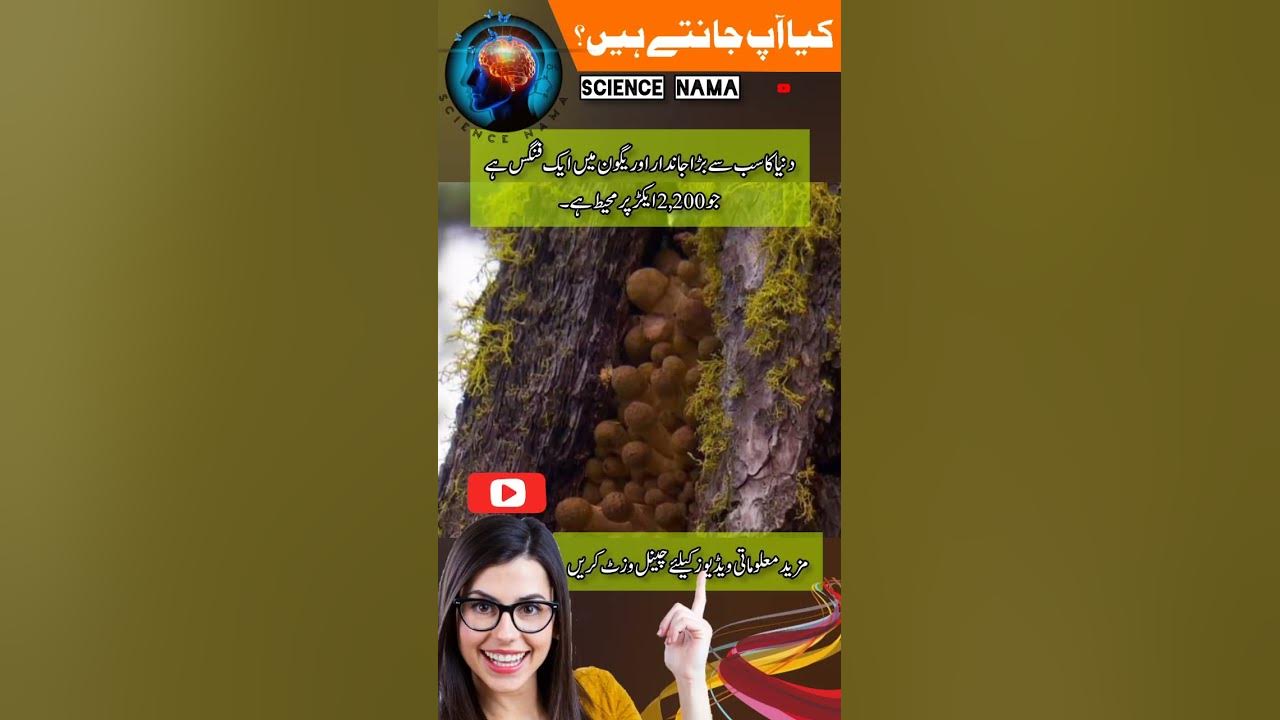 the-world-s-largest-living-organism-shorts-urdu-inurdu-facts
