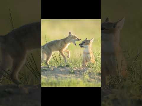 Photographing a family of Swift Foxes! #nature #wildlife #fox #foxes #wildlifephotography