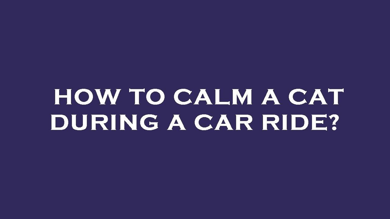 How To Calm A Cat During A Car Ride YouTube how-to-calm-a-cat-during-a-car-ride-youtube
