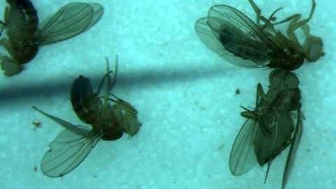 Pulling Drosophila heads for fixation and dissection - 2