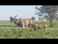 Lion hunts the biggest antelope in the world