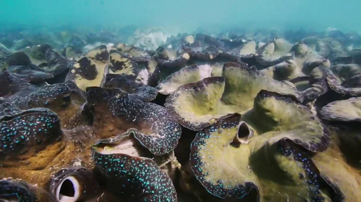 Know Your North Season 2 Episode 4 Giant Clams