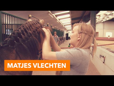 Video: 3 manieren om te zien of een kat ziek is