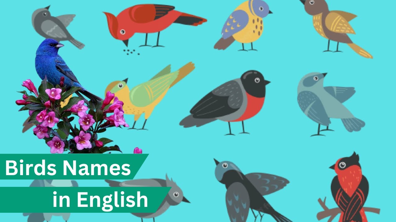 Learn Birds Names in English Birds names YouTube