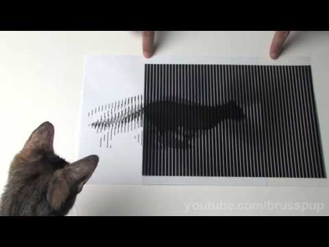 Amazing Animated Optical Illusions! #5