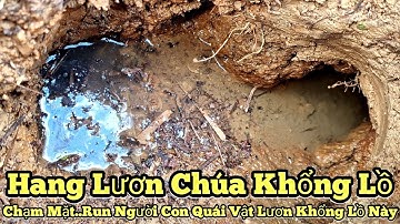 Câu lươn khủng_Chạm mặt..Run người con lươn chúa quái vật khổng lồ này_tập978//Giant eel fishing