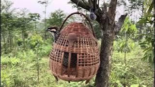 Đa Đa Mồi - tiếng chim đa đa kích bổi hiệu quả