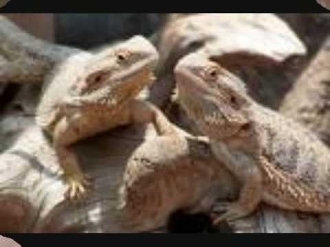 top ten coolest lizards - YouTube