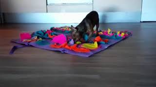 Snuffle mat - how to get your dog to eat dry food by World Video 27 views 4 years ago 1 minute, 21 seconds