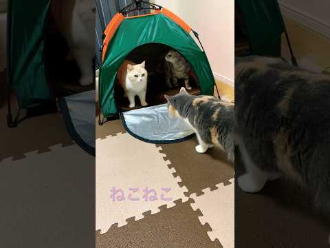 猫達にテントをプレゼントしてみたら… #shorts #cat #猫