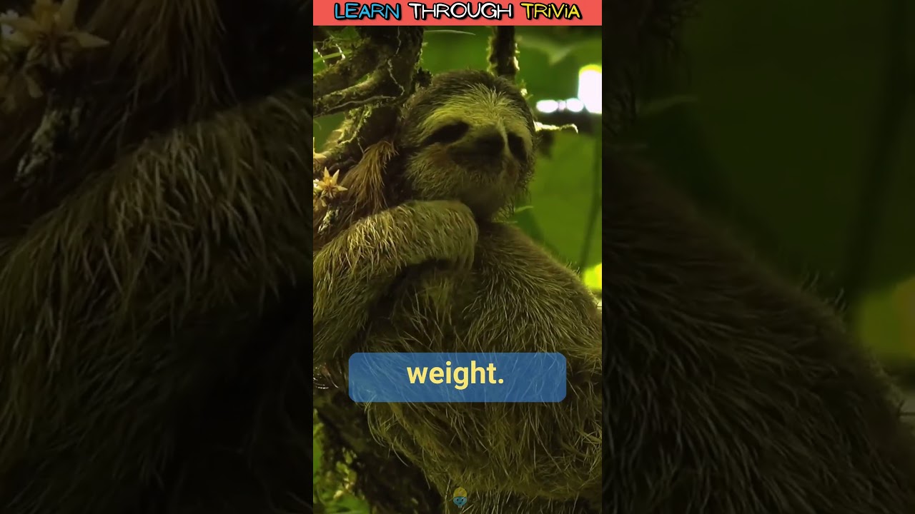 How Much Does A Regular Sloth Poop