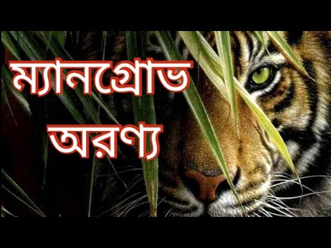 ভিডিও: ম্যানগ্রোভ কী: ম্যানগ্রোভ উদ্ভিদের গুরুত্ব সম্পর্কে জানুন